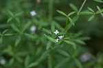 Bluntleaf bedstraw